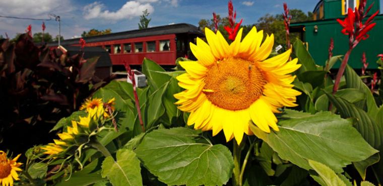 Sunflowers growing in front of the train station inn